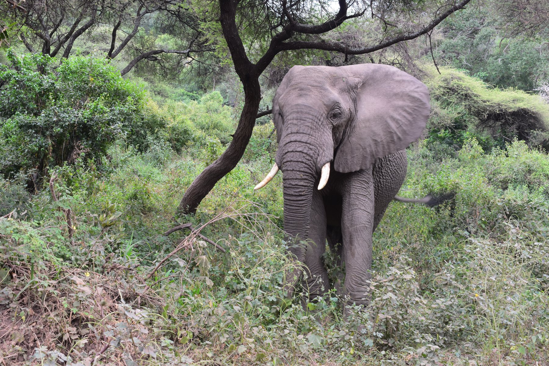 African elephant standing among green woodland