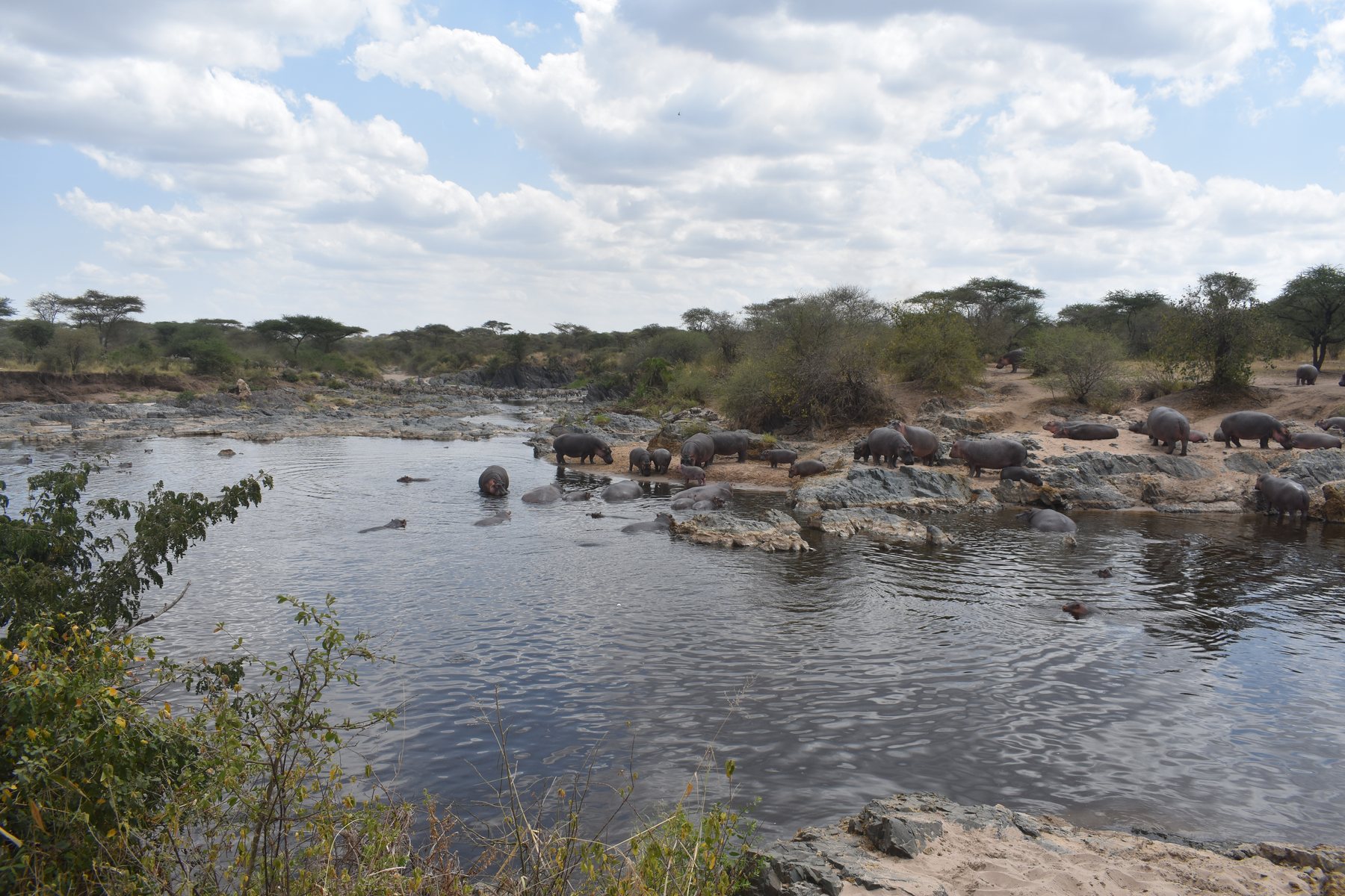 Large group of hippos gathered at a natural pool