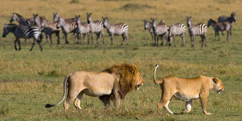 6 Days Tanzania Lodge Safari Tarangire, Serengeti, Ngorongoro Crater and Lake Manyara