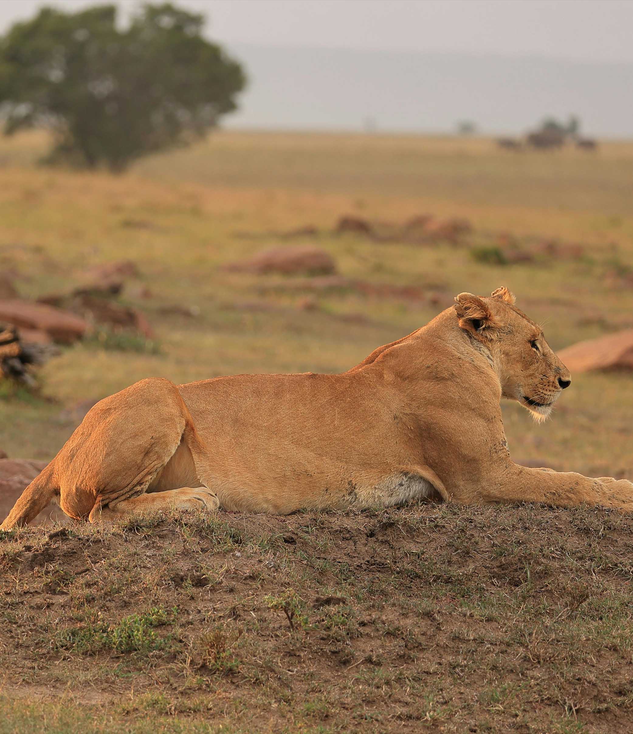 Muri Safari guide and guests